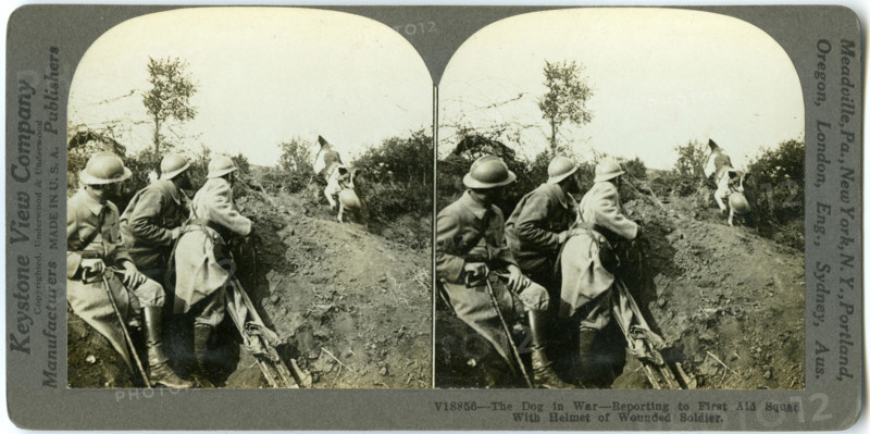 Horizontal, sepia stereocard showing three uniformed soldiers and a dog. The dog is carrying a soldier's helmet in its mouth. Keystone Stereograph number V18856. The title reads: 'The Dog in War - Reporting to First Aid Squad with Helmet of Wounded Soldier.' Title: 'Dog Reporting to First Aid Squad with Helmet of Wounded Soldier.'  . between circa 1914 and circa 1918. Keystone View Company
