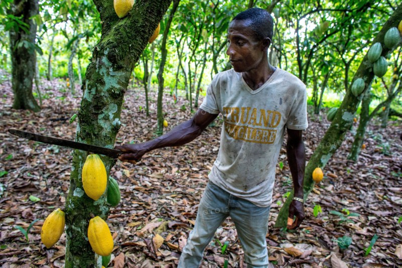 Cocoa harvest in a plantation near agboville, ivory coast
