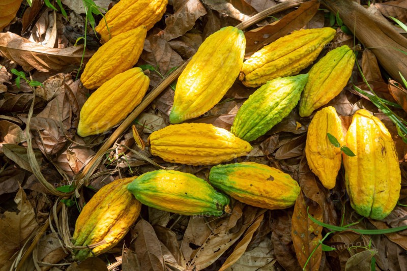 Closeup of fresh cocoa fruit for making chocolate on farm harvest in Amazon rainforest. Food, ecology, environment, biodiversity, agricultulture.