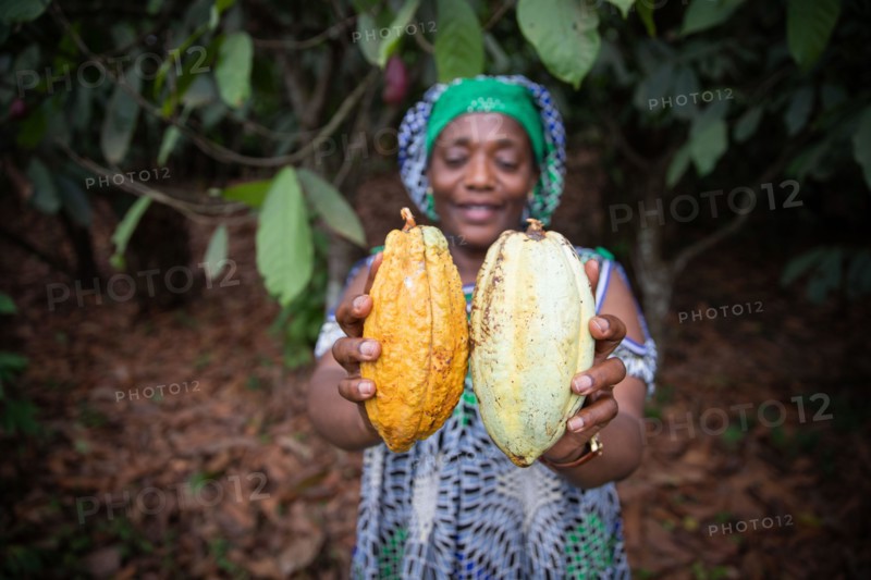 Close up of two cocoa pods held in the hand by a farmer, focus on the cocoa pods and background out of focus