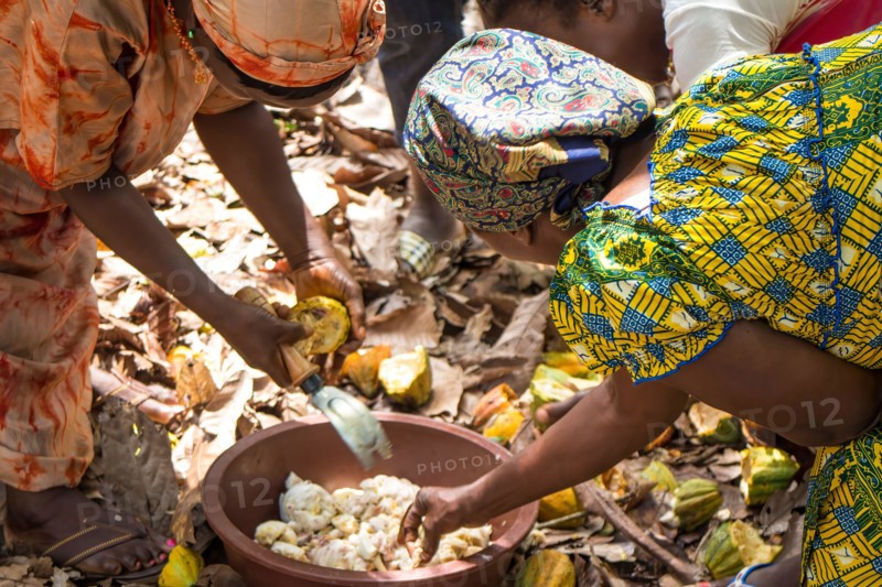 women farmers open cocoa pods to extract the beans, covered in white mucilage. Côte d'Ivoire