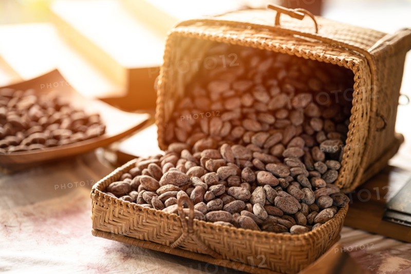Cocoa bean, cocoa seed for dried for source material for making Chocolate