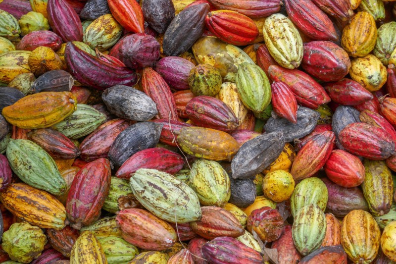 Closeup view of heap of bright and colorful cocoa pods after harvest, Bada valley, Lore Lindu National Park, Central Sulawesi, Indonesia