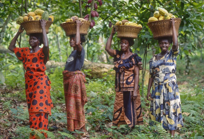 Ghana, Kumasi area Women with the picked cacao fruit.The cacao is very important for the export earnings.
