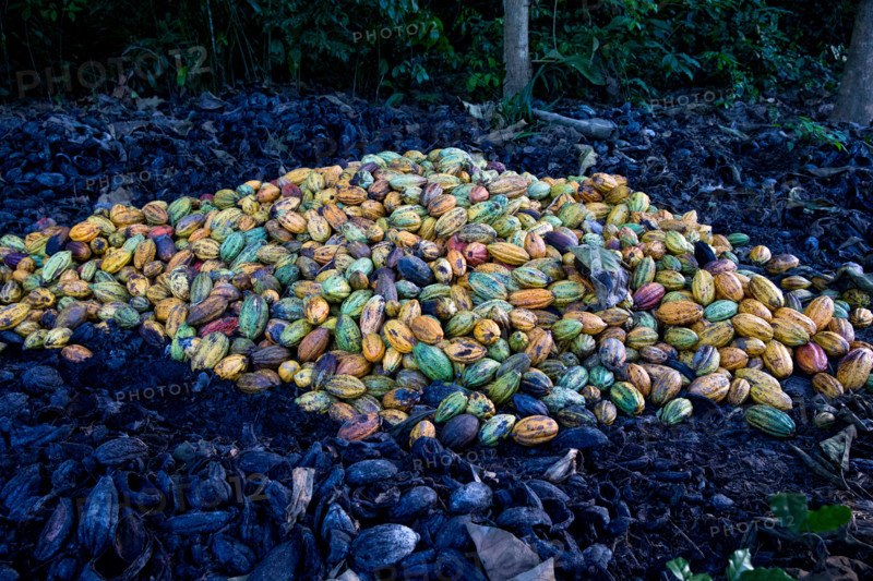 Ivory Coast. Cocoa harvest.
