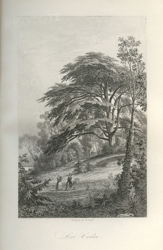 Les cèdres du Jardin des Plantes de Paris