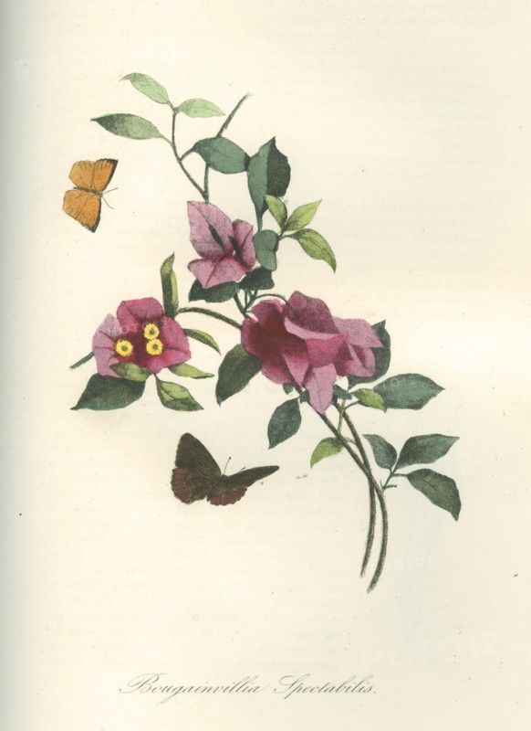 Bougainvillia Spectabilis (Bougainvillea Spectabilis)