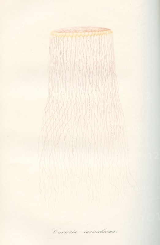 Cuvieria carisochroma