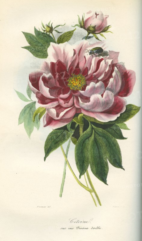 Cétoine sur une pivoine double
