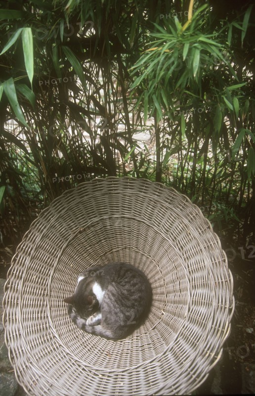 Chat dans le Quartier de la Mouzaïa à Paris