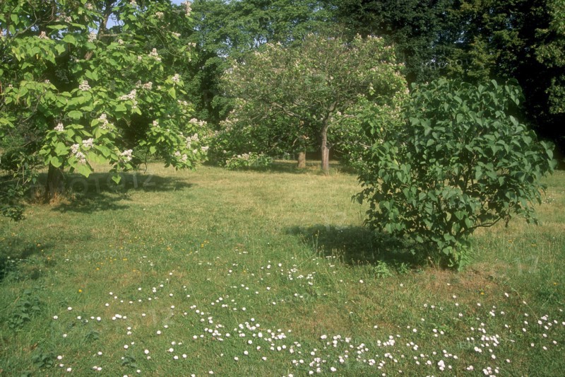 Arboretum de l'école du Breuil à Paris