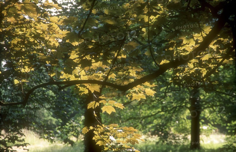 Arboretum de l'école du Breuil à Paris