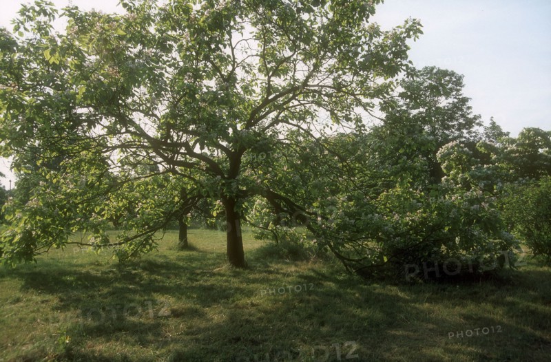 Arboretum de l'école du Breuil à Paris