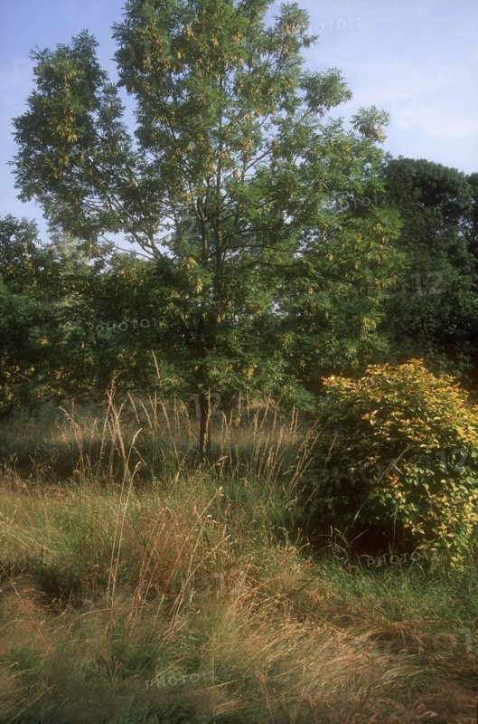 Arboretum de l'école du Breuil à Paris