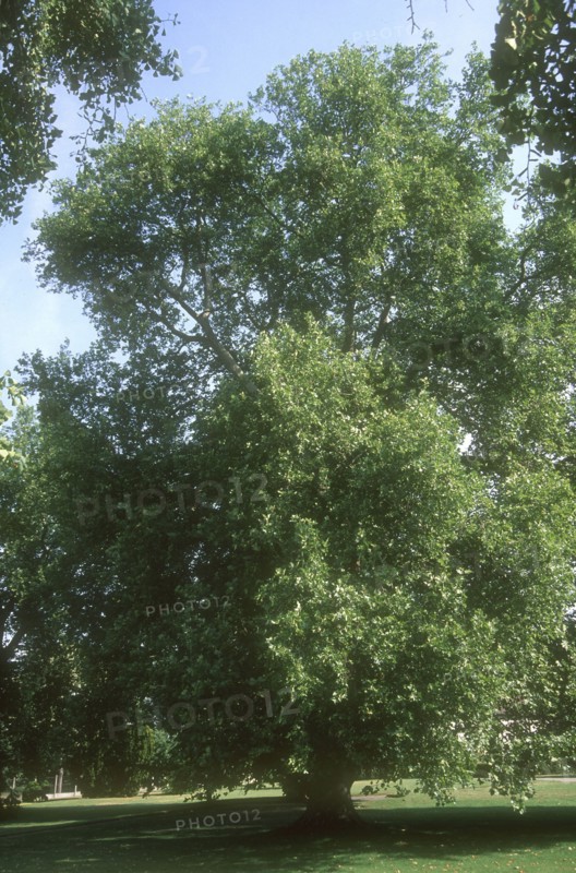 Arboretum de l'école du Breuil à Paris