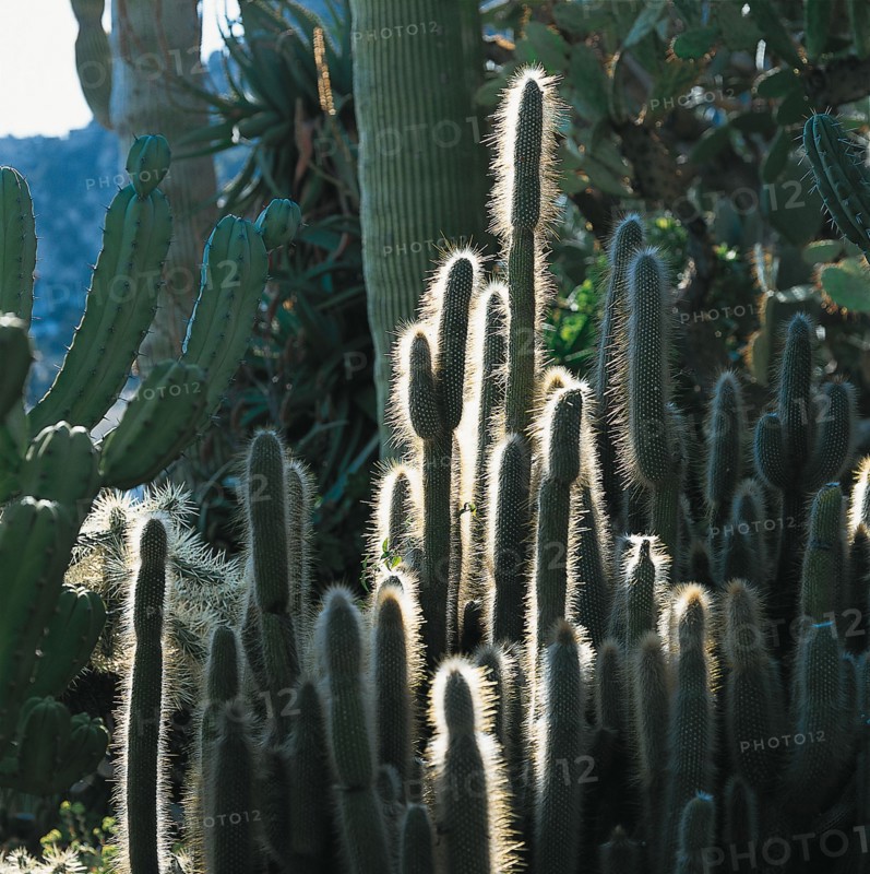 Monaco, Jardin exotique