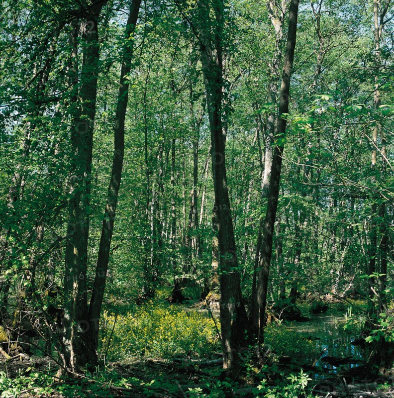 Parc du château de Marchais (Aisne)
