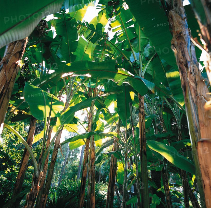 Monaco, jardin de la Petite Afrique, appartenant à la famille Grimaldi
