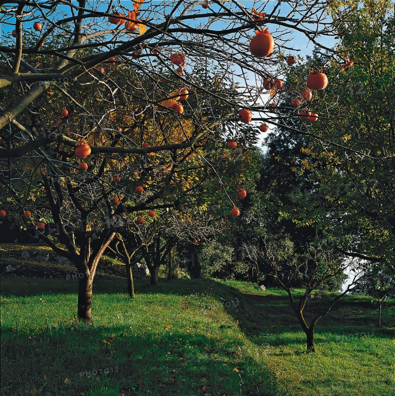 Domaine de Rocagel