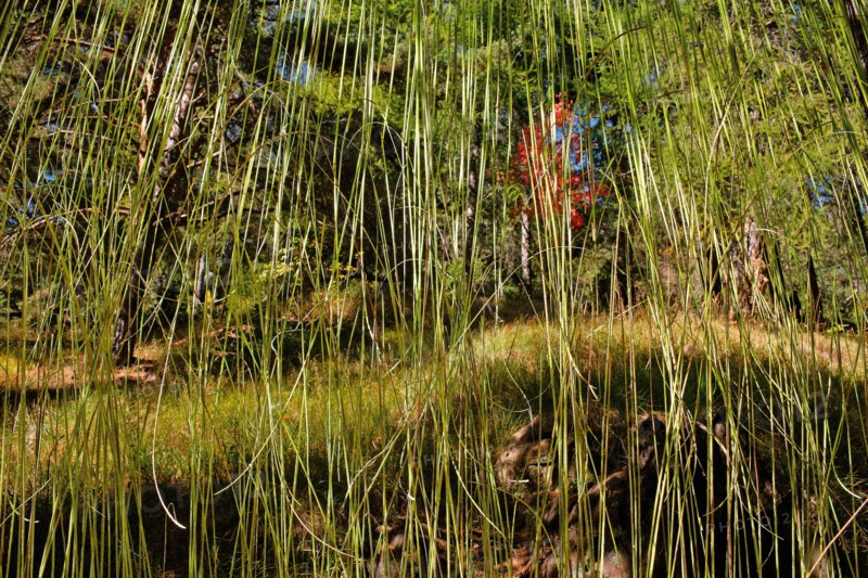 Arboretum de Roure (Alpes-Maritimes)