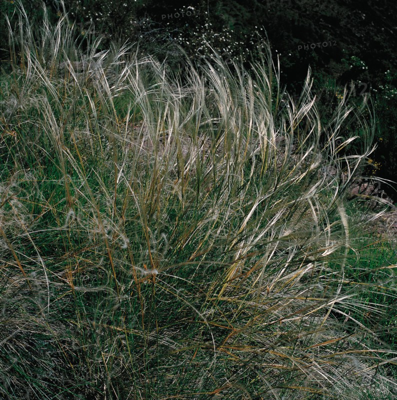 Arboretum de Roure (Alpes-Maritimes)