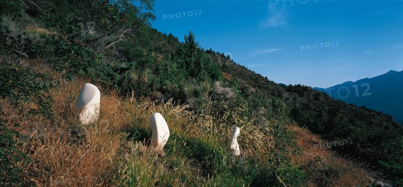 Arboretum de Roure (Alpes-Maritimes)