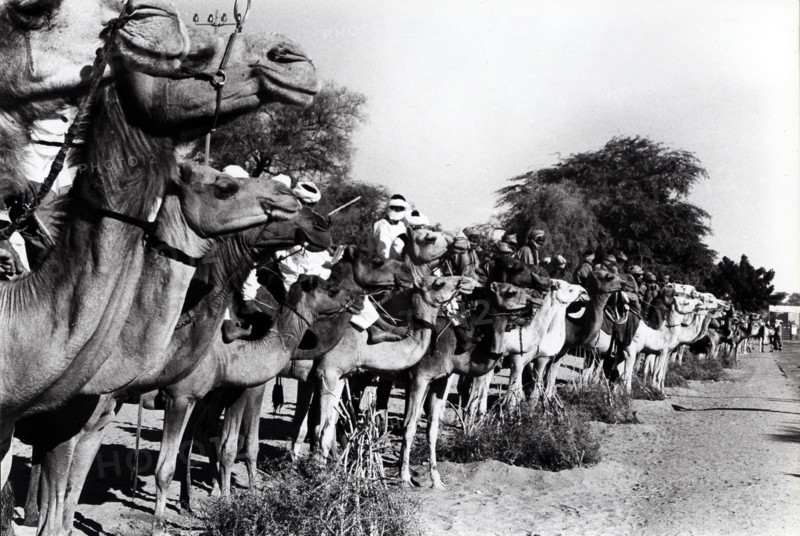 Tombouctou, les Touaregs alignés pour la visite officielle de Valéry Giscard d'Estaing (1977)