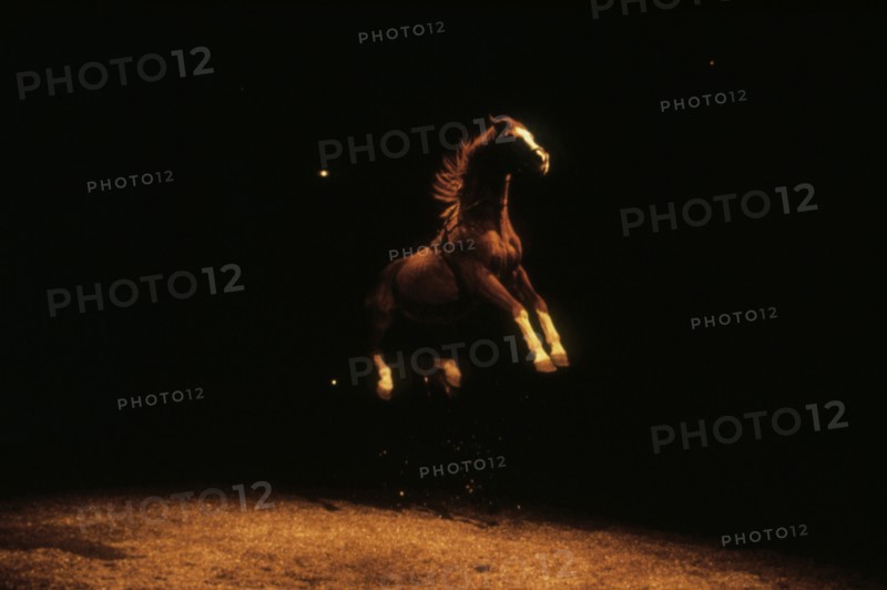 Show at the Equestrian Theatre Zingaro, 1989