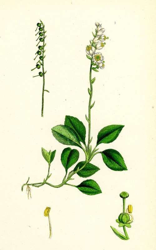 Pyrola secunda; Serrated Winter-green
