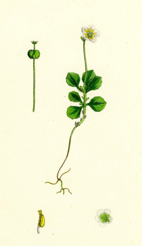 Pyrola uniflora; Single-flowered Winter-green