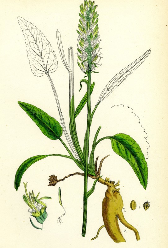 Phyteuma spicatum; Spiked Rampion