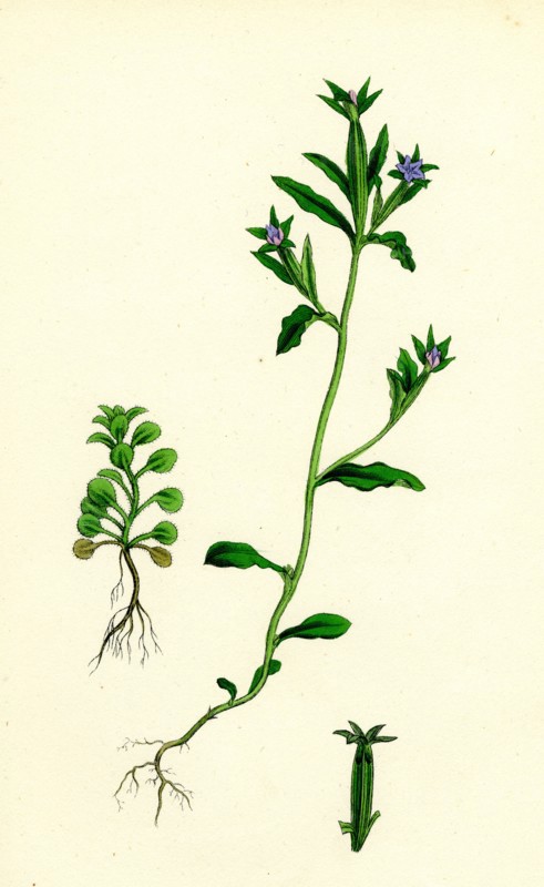 Campanula hybrida; Small-flowered Venus'-looking-glass