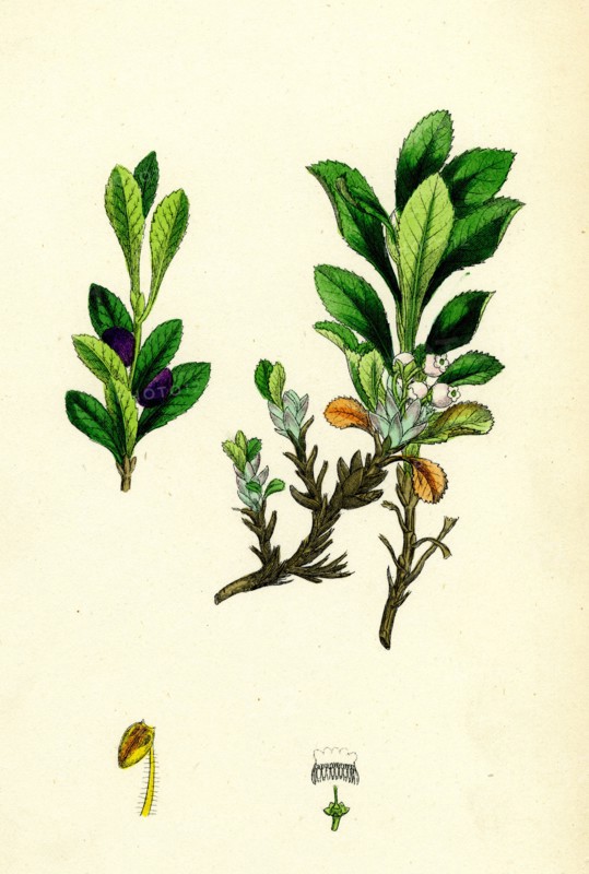Arctostaphylos alpina; Alpine Bearberry