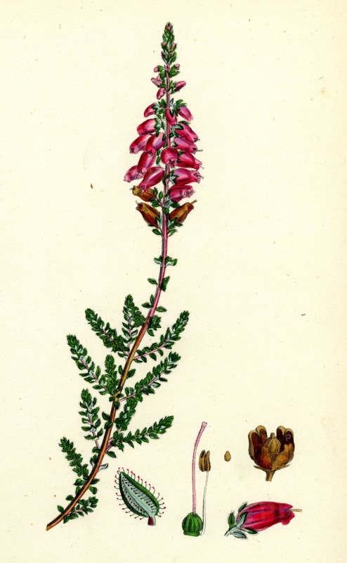 Erica ciliaris; Fringed-leaved Heath