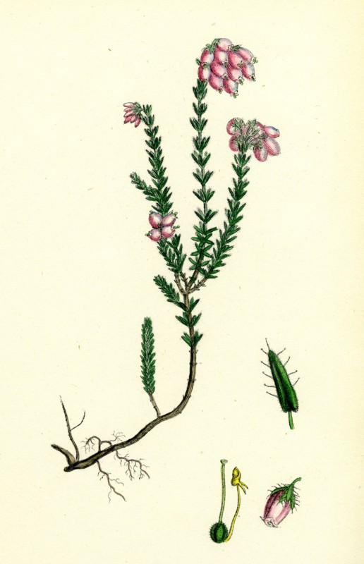 Erica eu-Tetralix; Cross-leaved Heath