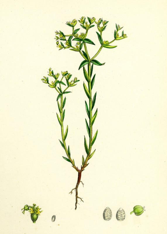 Euphorbia exigua; Dwarf Spurge