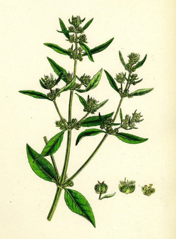 Mercurialis annua, var. ambigua; Annual Dog's-Mercury, var. B.