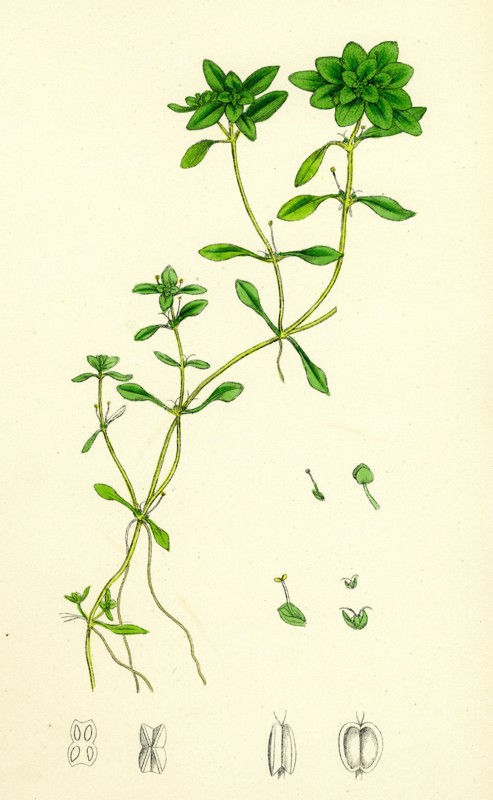 Callitriche eu-verna; Vernal Water Starwort
