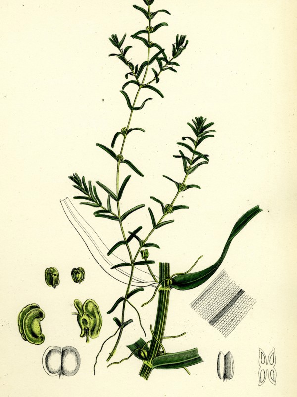 Callitriche autumnalis; Autumnal Water Starwort