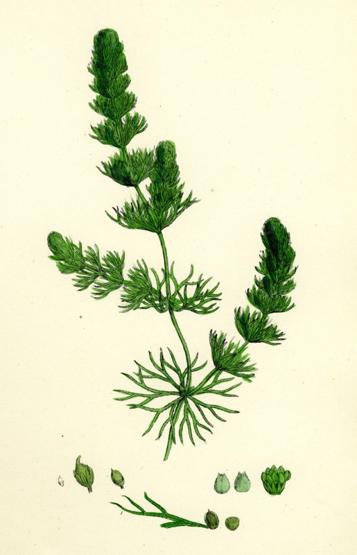 Ceratophyllum submersum; Unarmed Hornwort