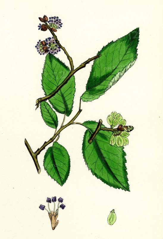 Ulmus suberosa, var. glabra; Common Elm, var. y.