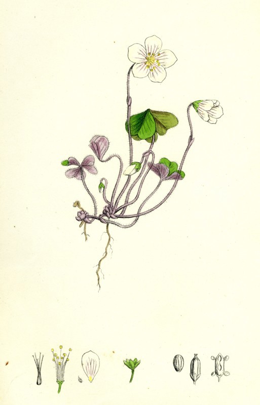 Oxalis Acetosella; Wood Sorrel
