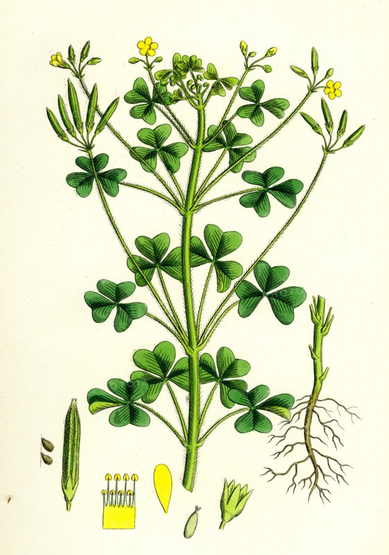 Oxalis stricta; Upright Yellow Sorrel