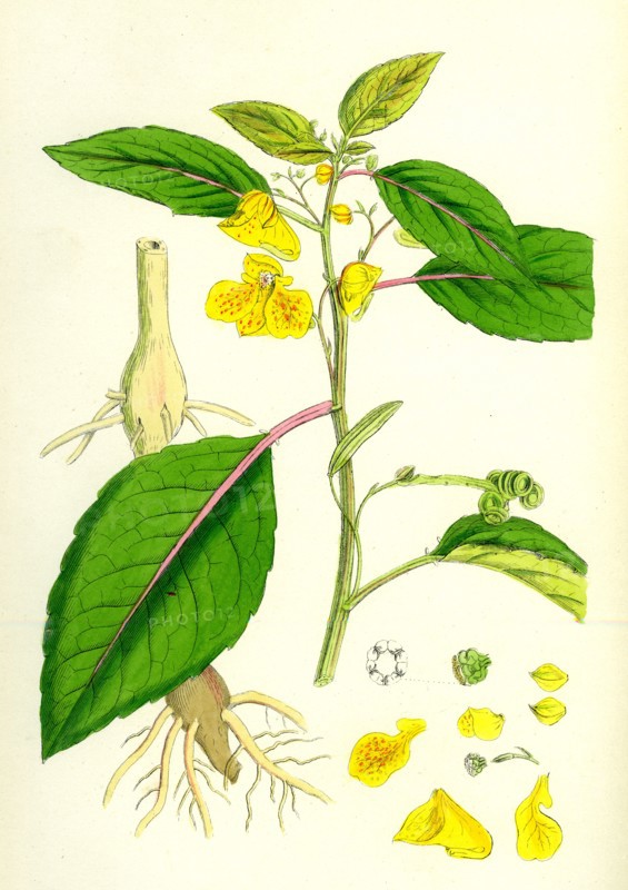 Impatiens fulva; Orange Balsam
