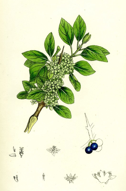 Rhamnus catharticus; Purging Buckthorn