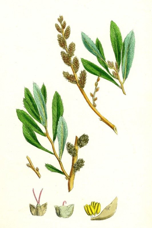 Myrica Gale; Bog-Myrtle