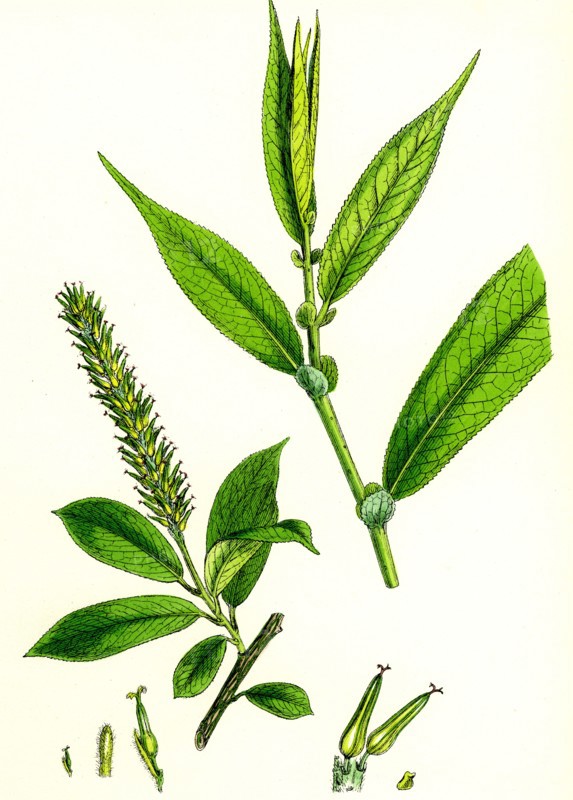 Salix cuspidata, foemina; Pointed-leaved Willow, female
