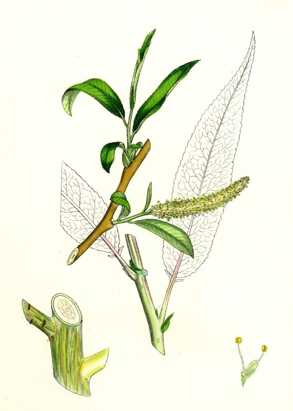 Salix fragilis, var. decipiens; White Welsh Willow
