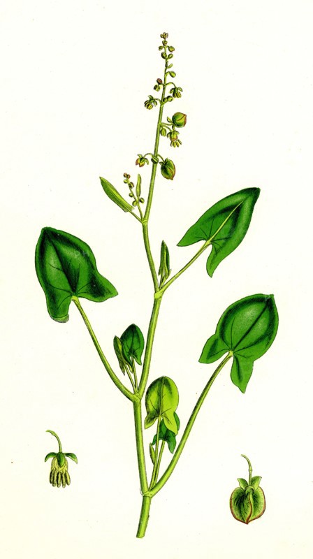 Rumex scutatus; French Sorrel