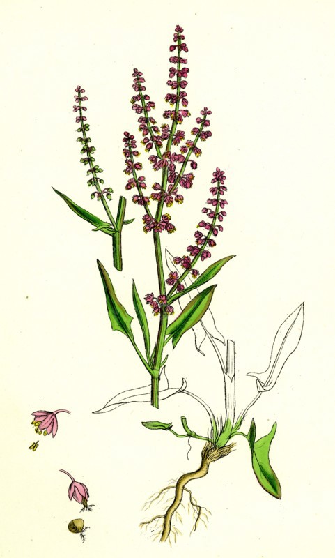Rumex Acetosella; Sheep's Sorrel